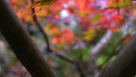 Panning-shot-of-Japanese-Maple-leaves-on-tree