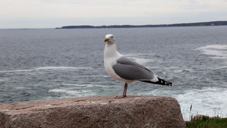 Seagull-by-the-sea-in-Canada