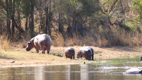 Aufnahmen-Eines-Großen-Erwachsenen-Flusspferds-In-Einem-Natürlichen-See-In-Einem-Nationalpark-In-Südafrika