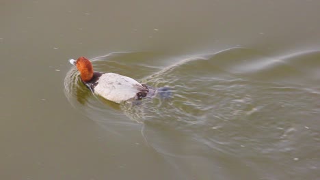 Pato-Silbón-Euroasiático-Nadando-Muy-Rápido-Y-Buscando-Comida-En-El-Lago