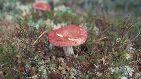 Mushroom-in-forest