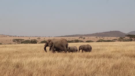 Eine-Familie-Afrikanischer-Elefanten-Läuft-Auf-Einer-Serengeti-Safari-Von-Rechts-Nach-Links