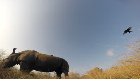 Southern-white-rhino-grazing-in-the-wild-on-a-sunny-day,-turns-his-backside-towards-camera-on-the-Ground