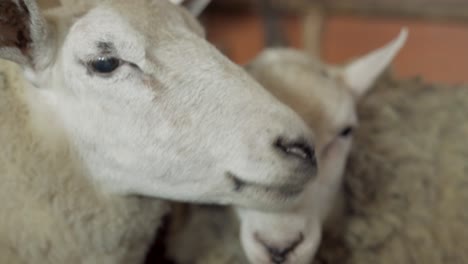 Close-Up-Shot-of-Sheep-Huddled-Together-in-a-Barn