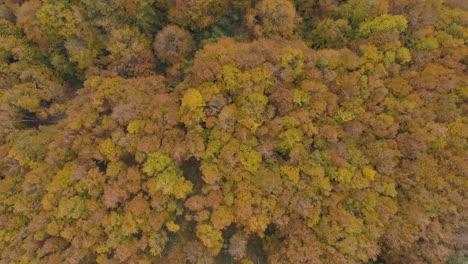 Colorful-autumn-forest-view-in-Bulgaria-at-daylight