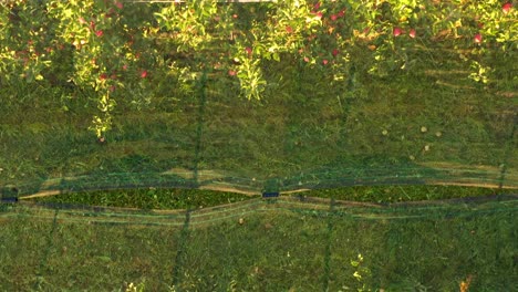 Apple-plantation,-orchard-with-anti-hail-net-for-protection-birds-eye-view-directlz-from-above,-rows-of-apple-trees