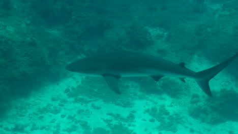 Tiburón-Gris-De-Arrecife-Sin-Aleta-Dorsal