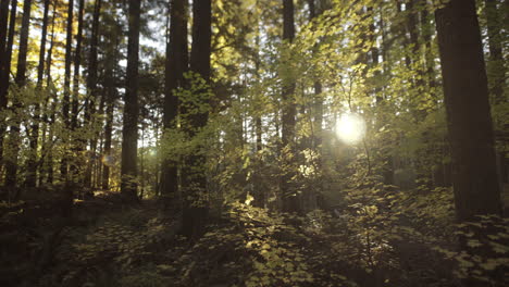 Gelbe-Herbstblätter,-Beleuchtet-Von-Der-Sonne-Im-Dunklen,-Tiefen-Wald