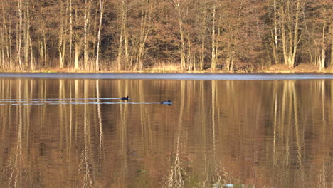 Zwei-Enten-Schwimmen-über-Den-See-Mit-Baumsilhouetten,-Die-Im-Spiegelbild-Des-Wassers-Sichtbar-Sind