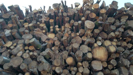 Holzstapel-Aus-Gefällten-Bäumen
