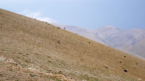 Ein-Hirte-Wacht-über-Seine-Schafe,-Während-Sie-Einen-Steilen-Berghang-In-Den-Bergen-Zwischen-Irak-Und-Iran-Hinaufsteigen