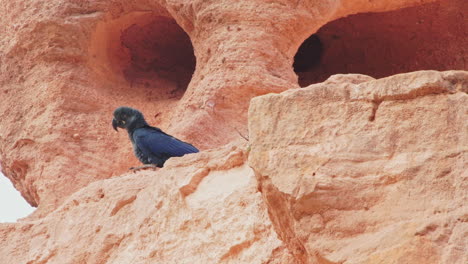 Very-young-lear's-macaw-rare-bird-at-sandstone-nest-entrance
