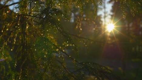 Forest-Sunset-though-close-up-of-conifer-tree-branches-in-Ruovesi-Finland