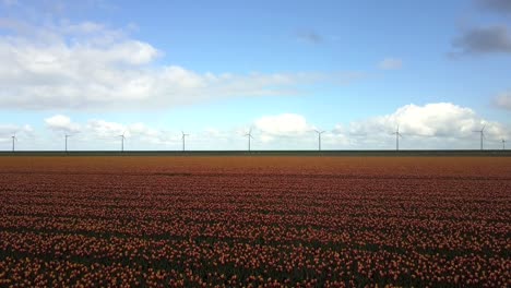 Aerial-view-of-tulip-fields-in-Dronten,-the-Netherlands,-with-wind-turbines-in-the-background
