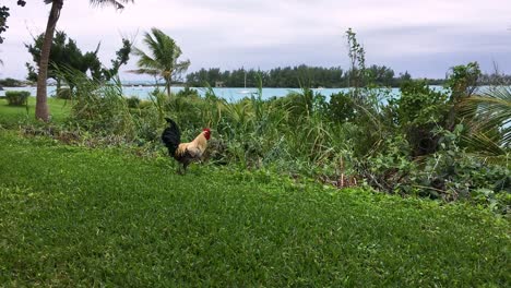 Rooster-walking-on-green-grass-with-ocean-and-palm-tree-in-background