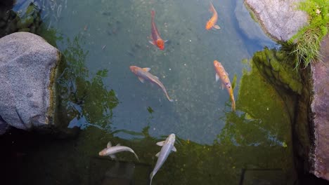 Golden-fish-in-public-park,-view-from-above