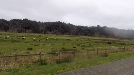 A-view-of-Elk-grazing-behind-a-fence-in-a-field-that-sits-below-tree-covered-mountains