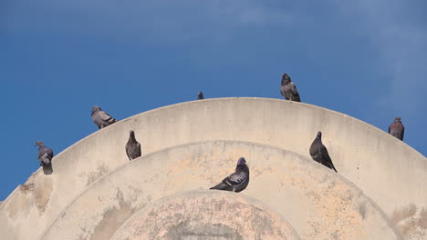 Magpie-birds-family-standing-on-the-top-of-round-building-against-blue-sky-in-sunny-day