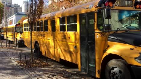 Yellow-school-buses-parked-by-the-road