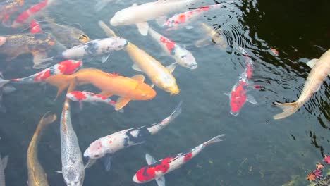 Ein-Koi-Teich-Voller-Fische-In-Einem-Wunderschönen-Garten-In-Tokio,-Japan