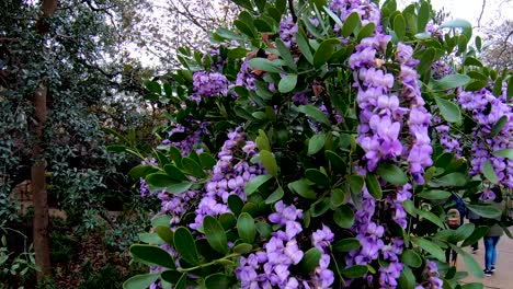 Los-árboles-De-Glicinia-Se-Encuentran-Entre-Las-Hermosas-Plantas-Verdes-Y-Florecientes-De-Los-Jardines-Del-álamo-4k30fps-Seg-2-De-2-En-Cámara-Lenta