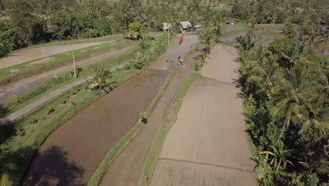 Wunderschöne-Luftaufnahmen-Der-Reisfelder-Auf-Bali