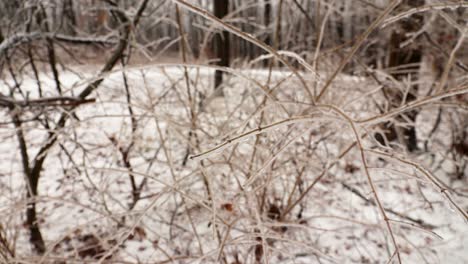 A-closeup-of-ice-covered-small-plants-in-nature-due-to-frozen-rain
