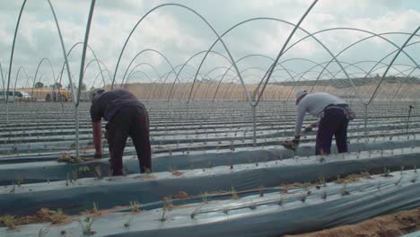 Hombres-Plantando-Cultivos-En-Mantillo-De-Plástico-Negro-En-El-Vivero-De-Frutas,-A-Cámara-Lenta