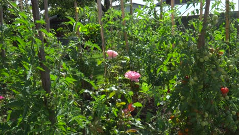 Locked-off-view-over-dense-flowers-and-tomato-plants-in-garden-waving-in-wind