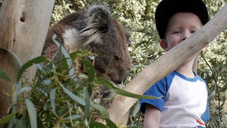 Ein-Kleiner-Junge-Lächelt-In-Die-Kamera,-Während-Ein-Schläfriger-Koala-In-Einem-Gummibaum-In-Einem-Naturschutzgebiet-Sitzt