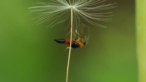 Macro-shot-of-a-small-brown,-red-and-black-insect-crawling-and-falling-down-from-a-dandelion-seed-in-slow-motion