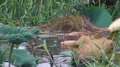 Close-Up-of-a-Fishing-Trap-Among-the-Lotus-Plants
