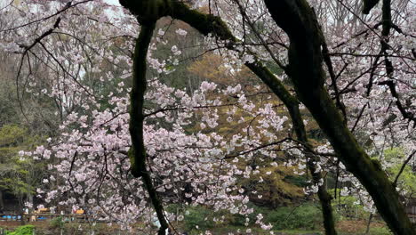 People-navigating-boats-by-the-lake-of-Inokashira-Park-in-front-of-huge-branch-cherry-blossom