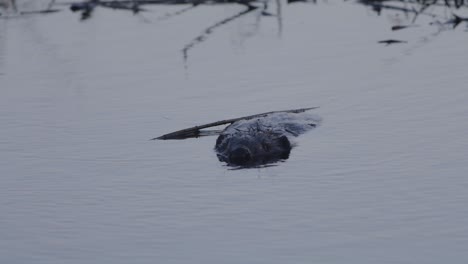 Beaver-swimming-in-calm-lake-water-at-dawn-and-dusk