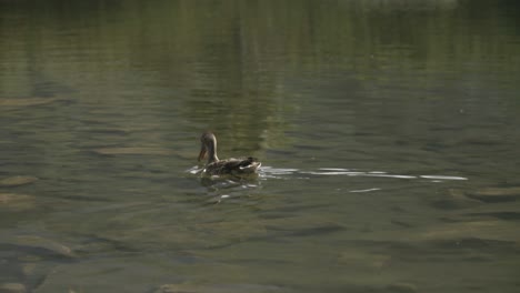 Close-up-of-wild-duck-cruising-a-shallow-high-altitude-mountain-lake-in-West-Tatras-national-park,-Slovakia