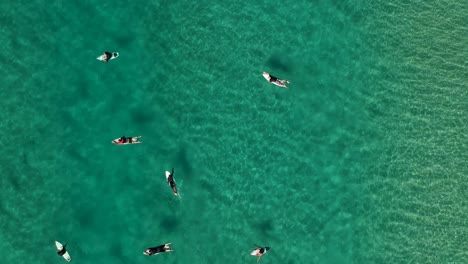 High-view-of-surfers-sitting-in-the-ocean-and-riding-waves