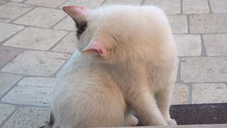 Schöne-Weiße-Katze-Mit-Braunem-Fleck-Auf-Dem-Kopf-Auf-Fliesenboden-Im-Garten-Und-Leckt-Ihr-Eigenes-Fell