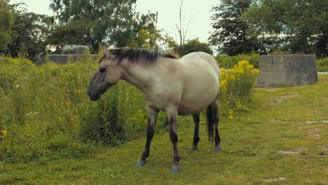 Pferd-Frisst-Gras-In-Der-Natur