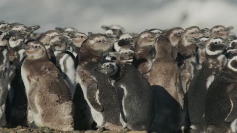Penguins-huddle-on-beach-in-patagonia