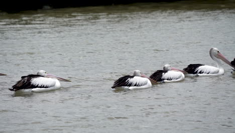 Eine-Gruppe-Pelikane,-Die-In-Zeitlupe-Schweben