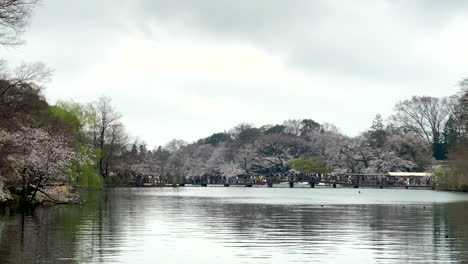 Amplia-Panorámica-De-Personas-Cruzando-Un-Puente-De-Madera-En-El-Lago-Del-Parque-Inokashira