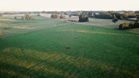 Aerial-footage-in-the-later-afternoon-agricultural-fields-with-sheep-near-East-Trentham,-central-Victoria,-Australia