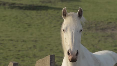 Weißes-Pferd-Blickt-über-Zaun