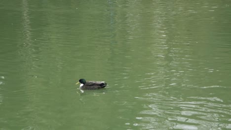 Eine-Duclair-Ente-Schwimmt-Nach-Links