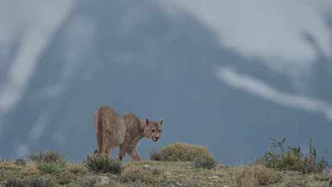 Puma-Geht-Auf-Einen-Berggipfel-Und-Legt-Sich-Hin