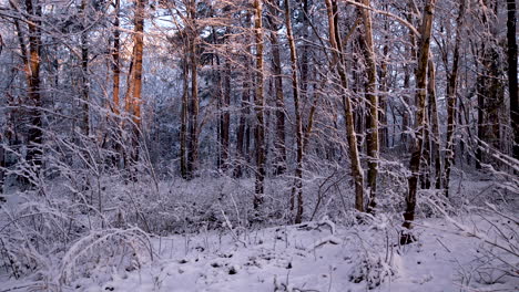 wide-shot-of-snow-covered-forest