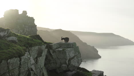 Wilde-Ziege-Geht-Weg,-Nachdem-Sie-An-Einem-Sonnigen-Morgen-In-Lynton,-North-Devon,-England,-Großbritannien-Am-Rand-Einer-Felsigen-Klippe-Im-Valley-Of-Rocks-Gelegen-Hat