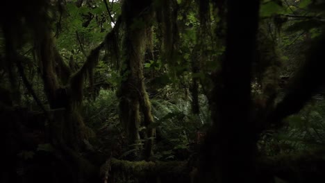 Zoom-out-pull-through-moss-covered-trees-and-branches-near-the-floor-of-a-rain-forest