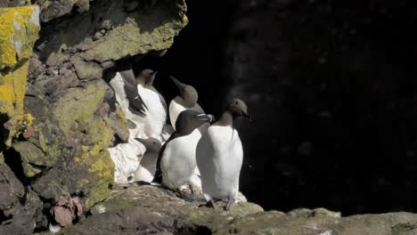 Guillemots-and-Razorbill-on-a-ledge-at-the-entrance-to-a-cave-in-the-Fowlsheugh-cliffs