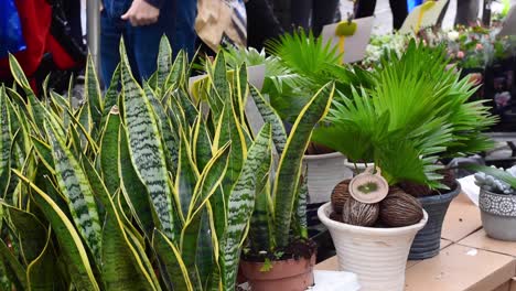 Nahaufnahme-Von-Schlangenpflanzen-Zum-Verkauf-Auf-Einem-Berühmten-Pflanzenmarkt-In-London